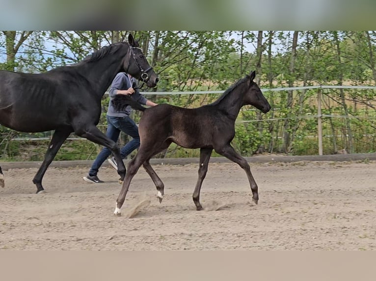 Hanoverian Mare  Black in Ihlienworth