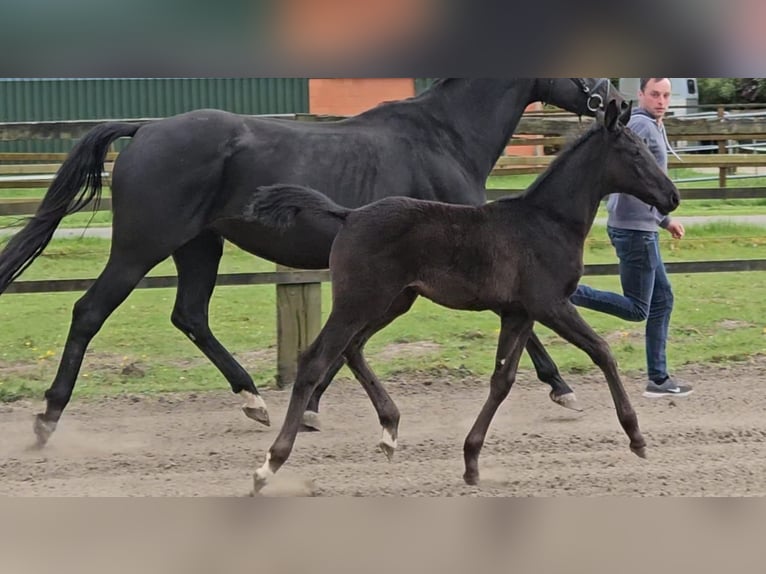 Hanoverian Mare  Black in Ihlienworth