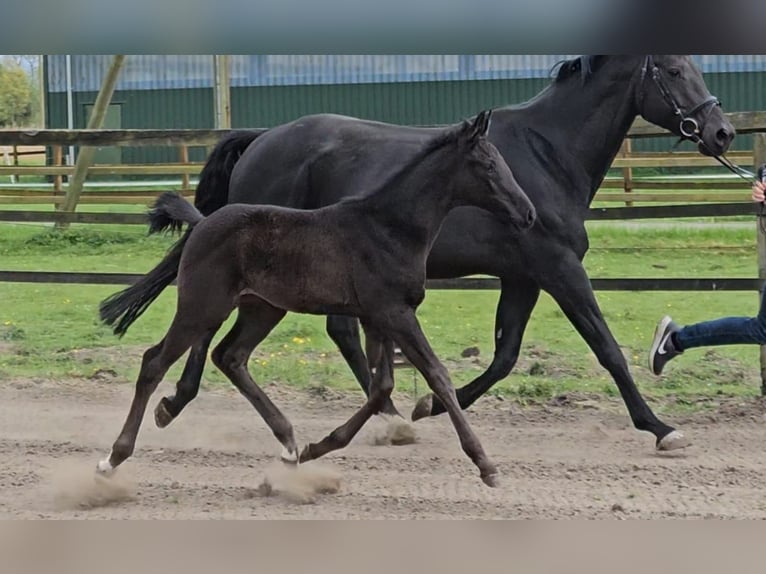 Hanoverian Mare  Black in Ihlienworth