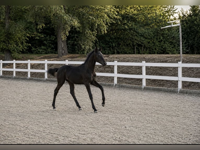 Hanoverian Mare Foal (02/2026) Black in Jaroszów