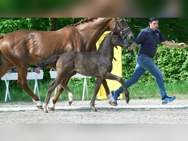 Hanoverian Mare Foal (01/2024) Black in Mönchengladbach