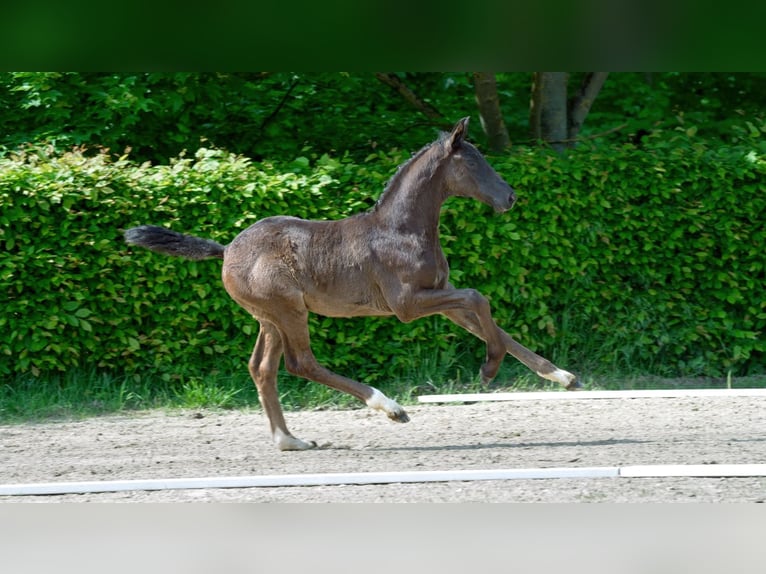 Hanoverian Mare Foal (01/2024) Black in Mönchengladbach