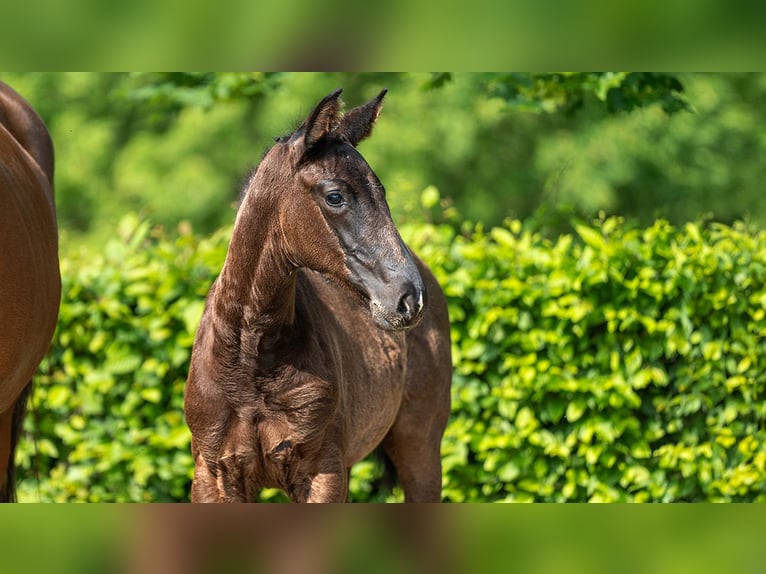 Hanoverian Mare Foal (01/2024) Black in Mönchengladbach