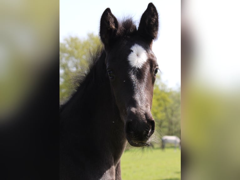 Hanoverian Mare Foal (04/2024) Black in Niederlangen