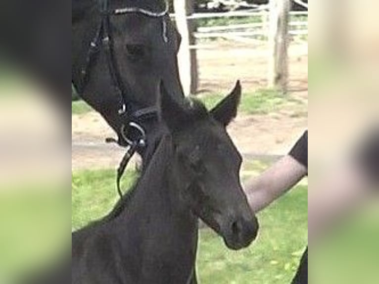 Hanoverian Mare  Black in Ratekau