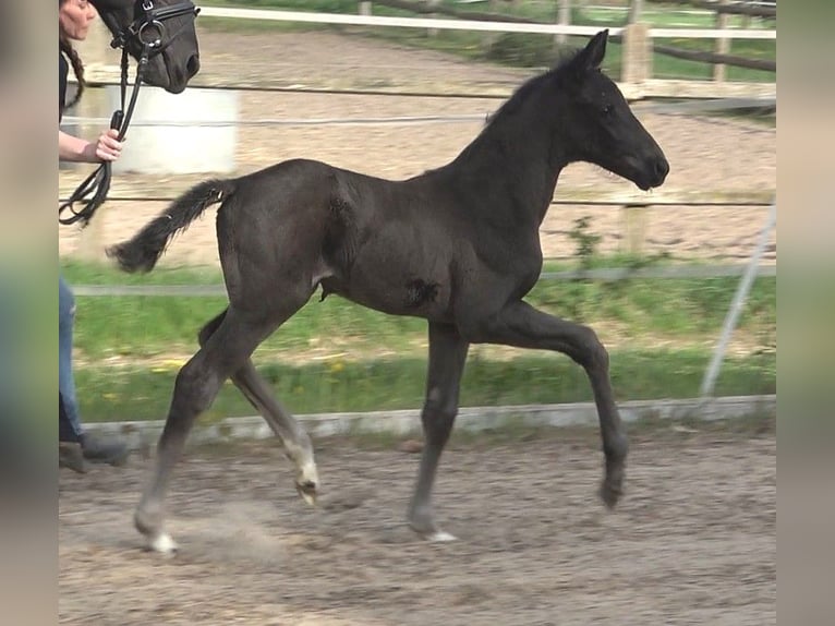 Hanoverian Mare  Black in Ratekau
