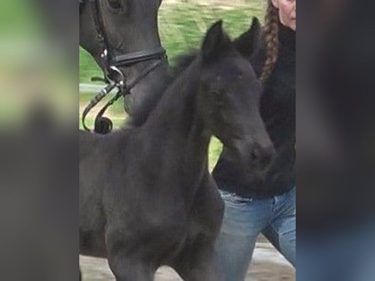 Hanoverian Mare  Black in Ratekau