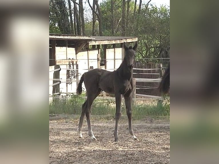 Hanoverian Mare  Black in Ratekau