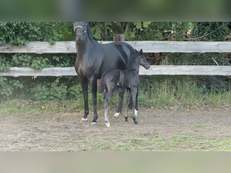 Hanoverian Mare  Black in Br&#xF6;ckel