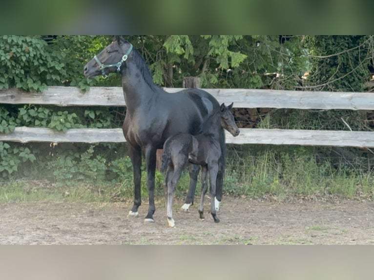 Hanoverian Mare  Black in Br&#xF6;ckel