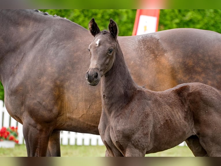 Hanoverian Mare  Black in Celle
