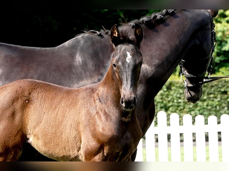 Hanoverian Mare  Black in Celle