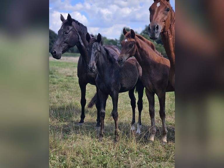Hanoverian Mare Foal (05/2025) Black in Barnstorf
