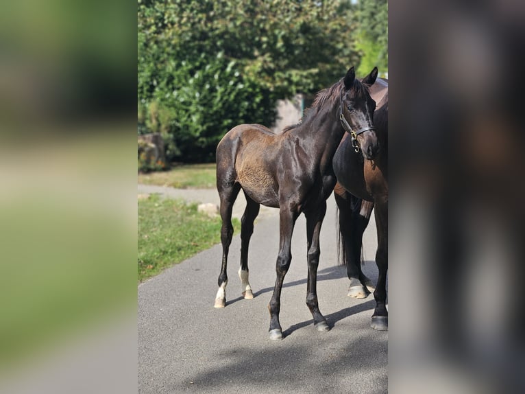 Hanoverian Mare Foal (05/2025) Black in Barnstorf