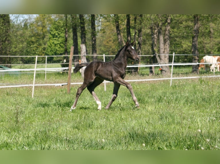 Hanoverian Mare Foal (04/2026) Black in Rietberg