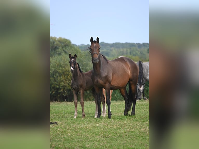 Hanoverian Mare Foal (06/2024) Black in Rethem