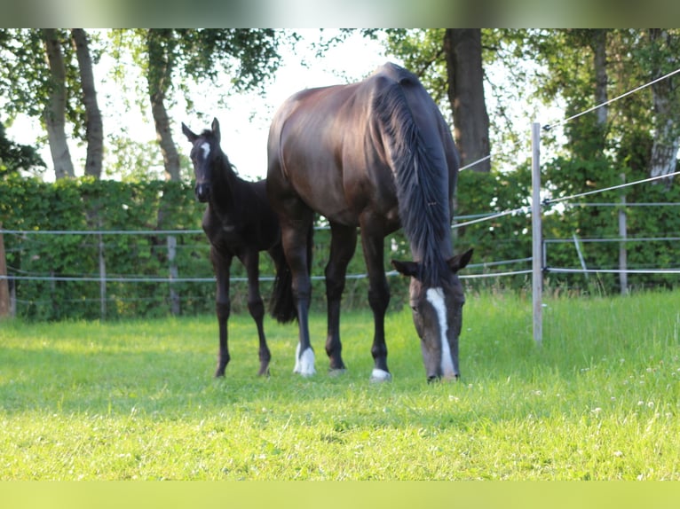 Hanoverian Mare Foal (05/2025) Black in Verden (Aller)