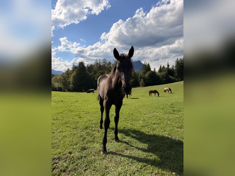 Hanoverian Mare Foal (04/2026) Black in Großgmain