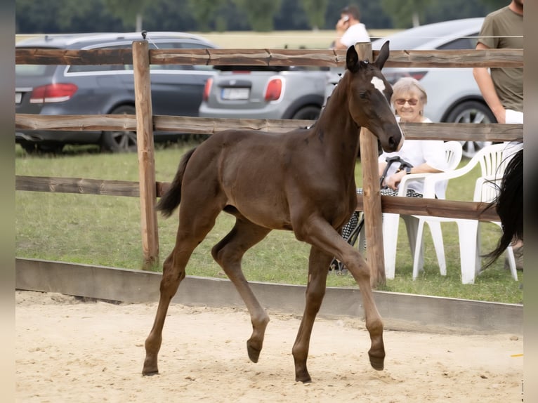 Hanoverian Mare Foal (04/2025) Black in GROTE-BROGEL