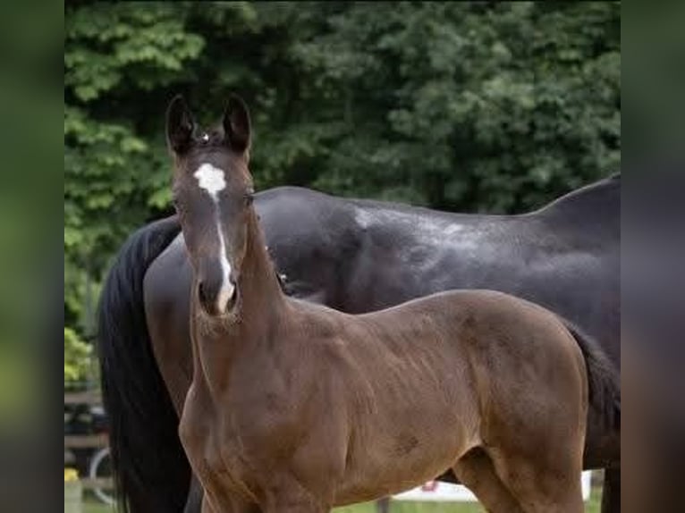 Hanoverian Mare Foal (04/2025) Black in GROTE-BROGEL