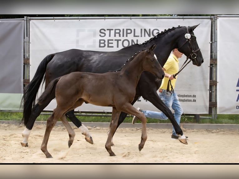 Hanoverian Mare Foal (04/2025) Black in GROTE-BROGEL