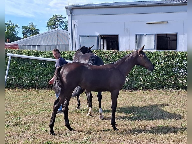 Hanoverian Mare Foal (04/2025) Black in GROTE-BROGEL