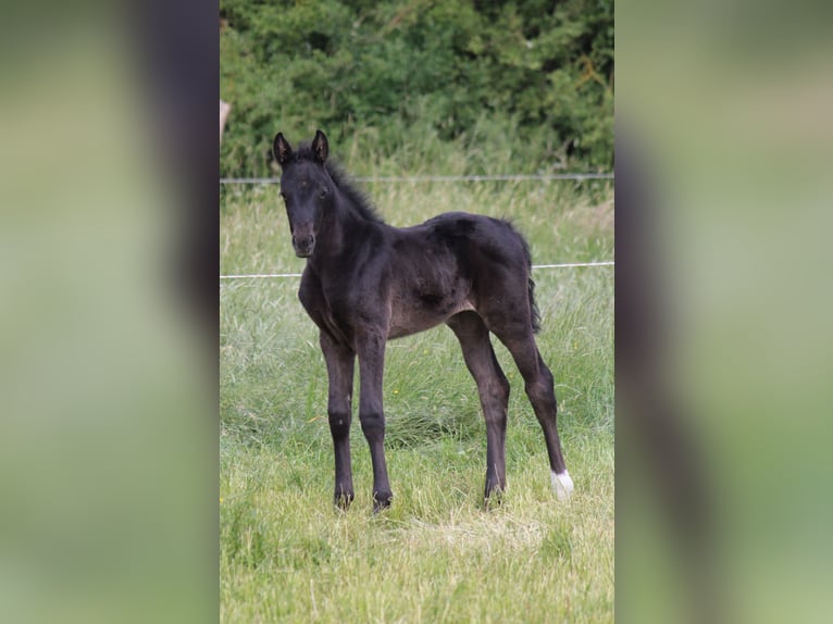 Hanoverian Mare  Black in Hohenhameln