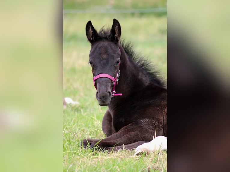 Hanoverian Mare  Black in Hohenhameln
