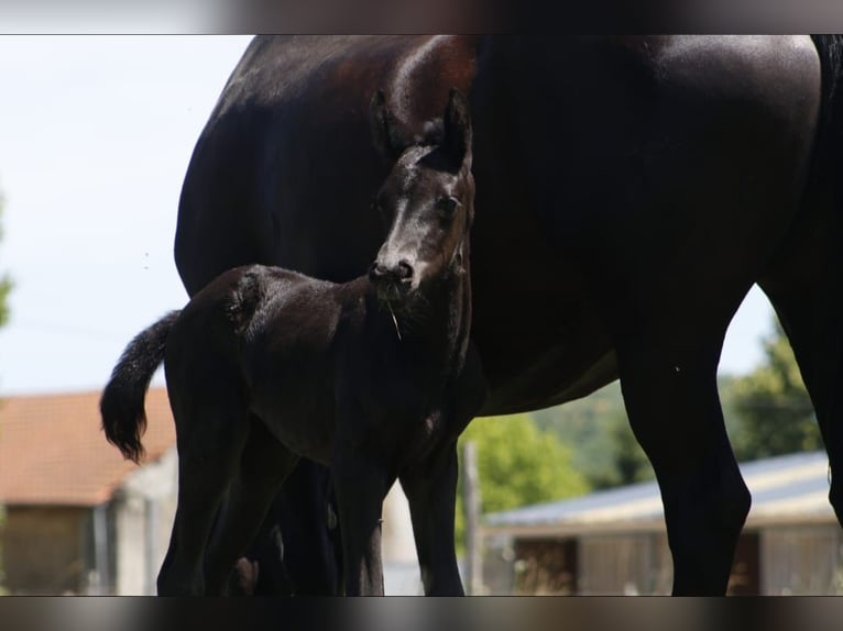 Hanoverian Mare Foal (01/2026) Black in Isère