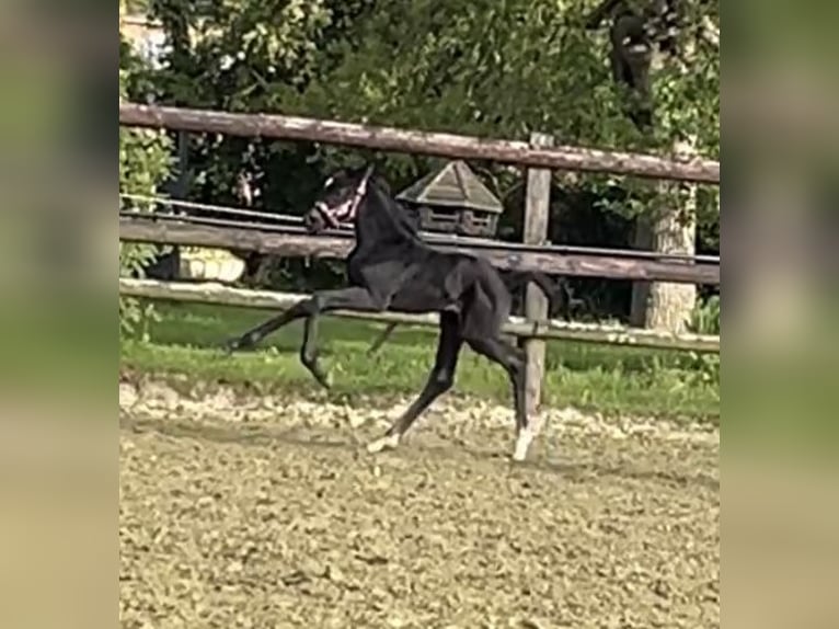 Hanoverian Mare Foal (04/2025) Black in Kevelaer
