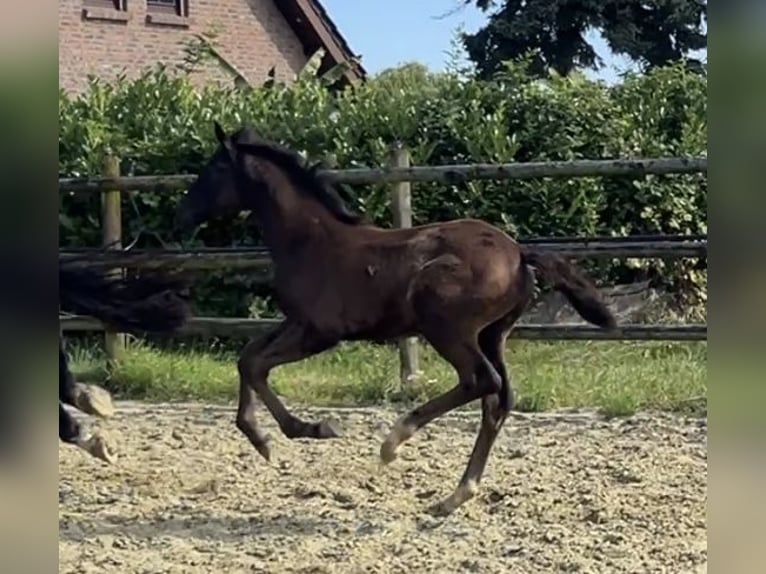 Hanoverian Mare Foal (04/2025) Black in Kevelaer