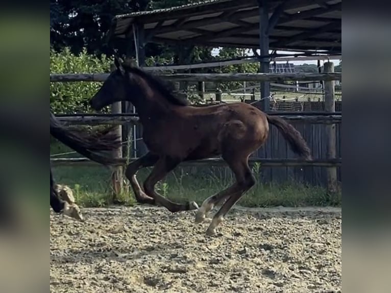 Hanoverian Mare Foal (04/2025) Black in Kevelaer
