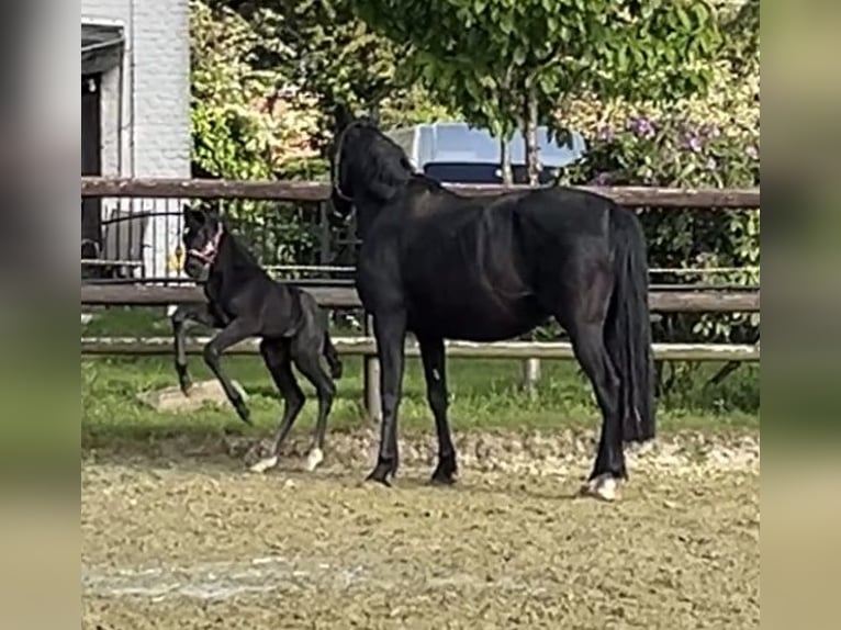 Hanoverian Mare Foal (04/2025) Black in Kevelaer