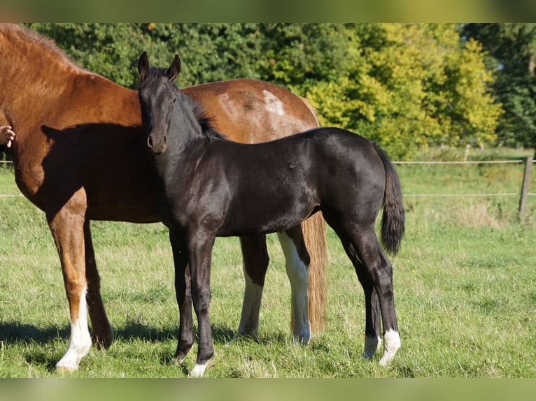 Hanoverian Mare Foal (05/2026) Black in Kirchlinteln