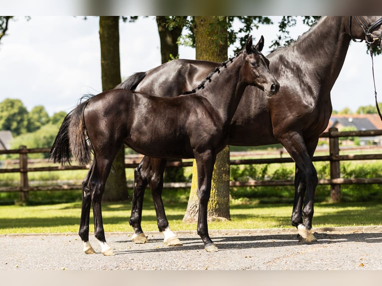 Hanoverian Mare Foal (03/2025) Black in Bocholt