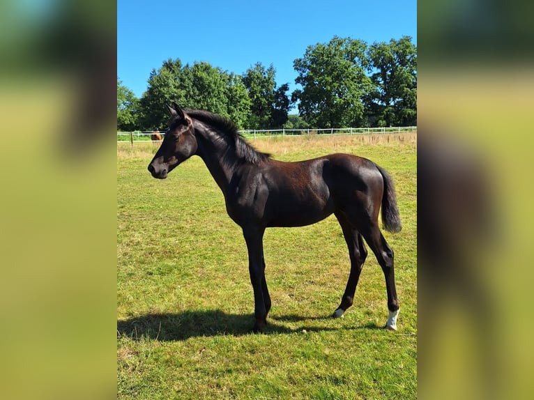 Hanoverian Mare Foal (04/2025) Black in M&#xFC;den (Aller)