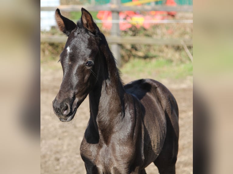 Hanoverian Mare Foal (03/2026) Black in Niendorf