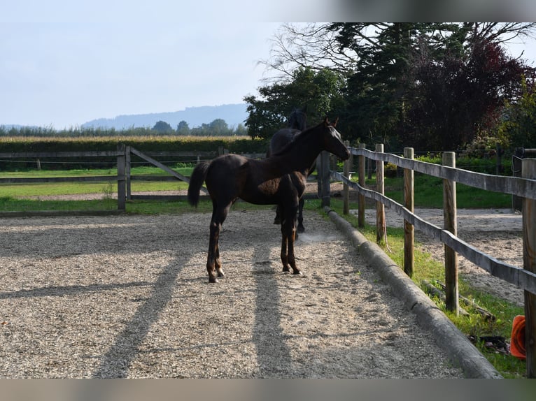 Hanoverian Mare Foal (05/2024) Black in Osnabrück