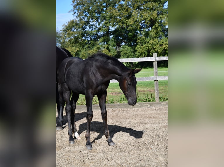 Hanoverian Mare Foal (05/2024) Black in Osnabrück