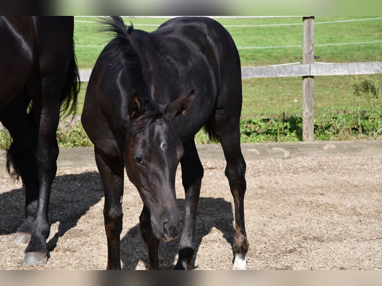 Hanoverian Mare Foal (05/2024) Black in Osnabrück