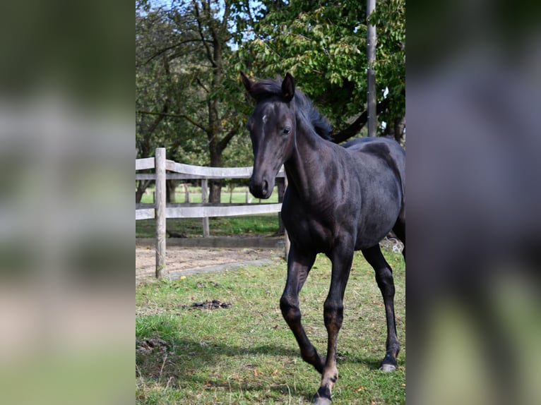 Hanoverian Mare Foal (05/2024) Black in Osnabrück