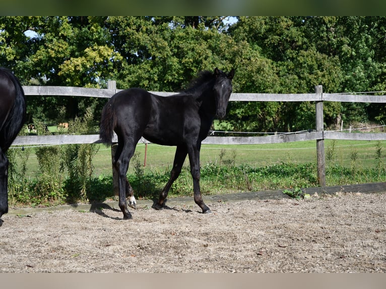 Hanoverian Mare Foal (05/2024) Black in Osnabrück