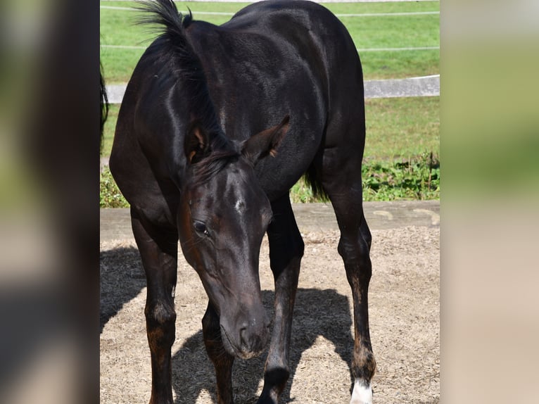 Hanoverian Mare Foal (05/2024) Black in Osnabrück