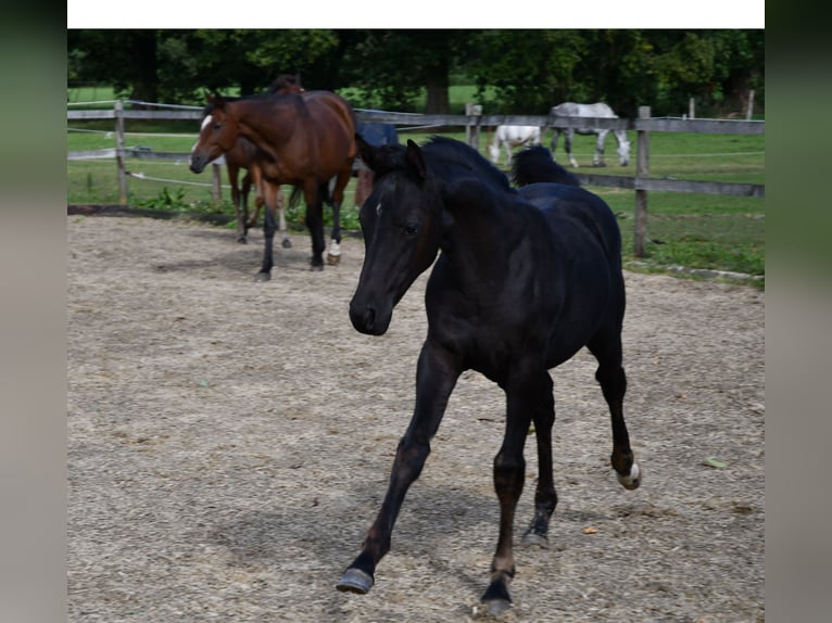 Hanoverian Mare Foal (05/2024) Black in Osnabrück