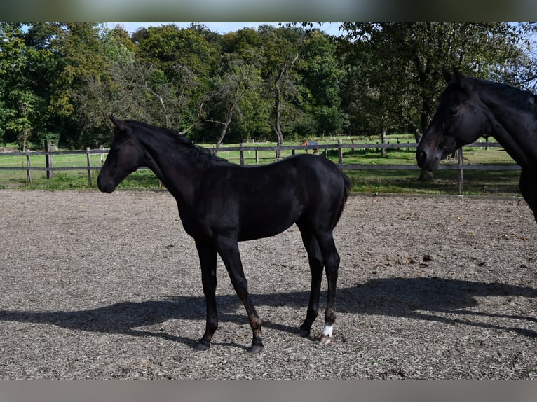 Hanoverian Mare Foal (05/2024) Black in Osnabrück