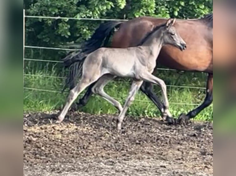 Hanoverian Mare Foal (05/2025) Black in Spiegelau