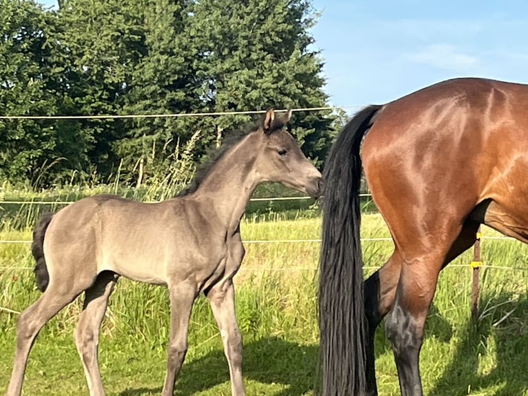 Hanoverian Mare Foal (05/2025) Black in Spiegelau