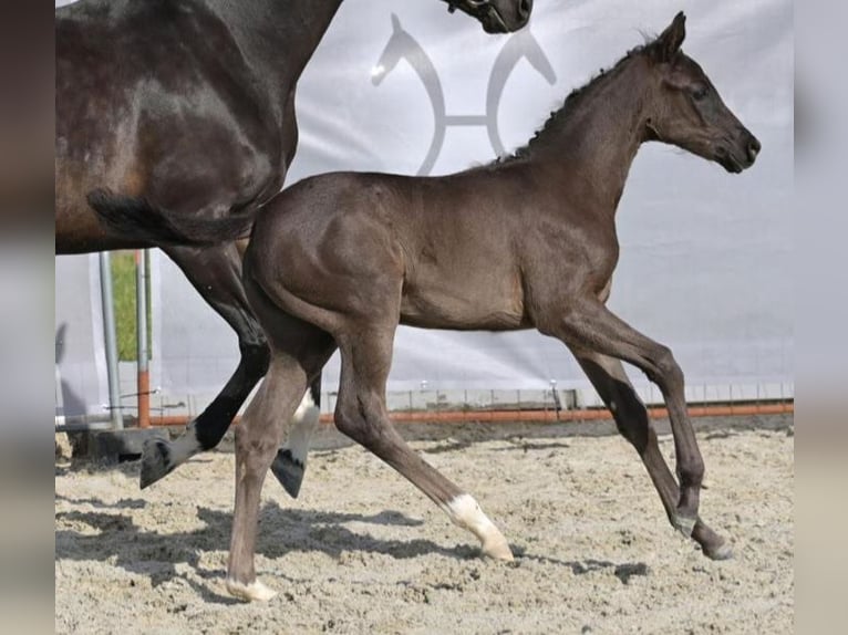 Hanoverian Mare  Black in Steinach