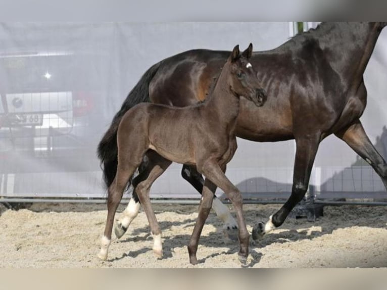 Hanoverian Mare  Black in Steinach
