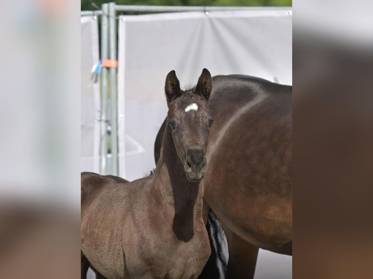 Hanoverian Mare  Black in Steinach